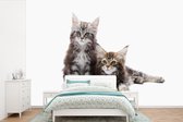 Behang - Fotobehang Twee schattige Maine Coon kittens - Breedte 330 cm x hoogte 220 cm
