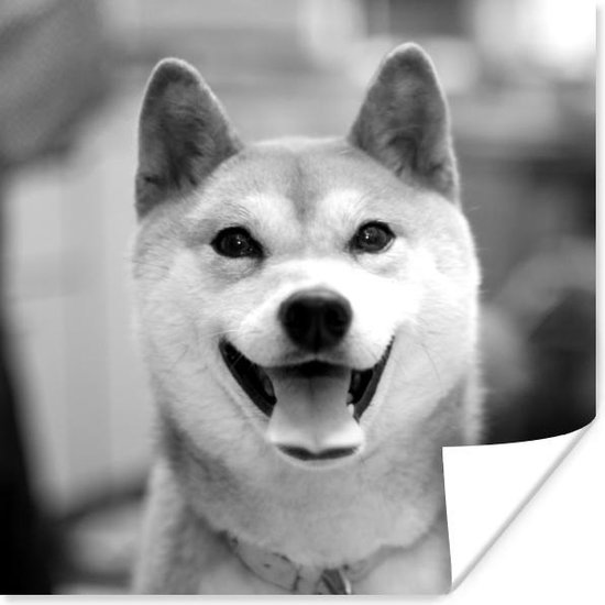 Affiche Close up chien Shiba noir et blanc 30x30 cm bol