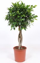 Kamerplant van Botanicly – Chinese Vijg – Hoogte: 130 cm – Ficus Microcarpa Nitida