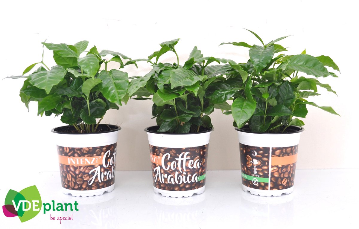 Kamerplant van Botanicly – Koffieplant – Hoogte: 20 cm – Coffea Arabica