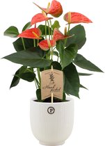 Kamerplant van Botanicly – Flamingoplant in witte keramische pot als set – Hoogte: 36 cm – Anthurium Prince of Orange