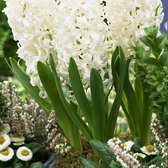 2x Hyacint - Hyacinthus 'White Pearl ' - Wit -↑16-22cm Ø12cm