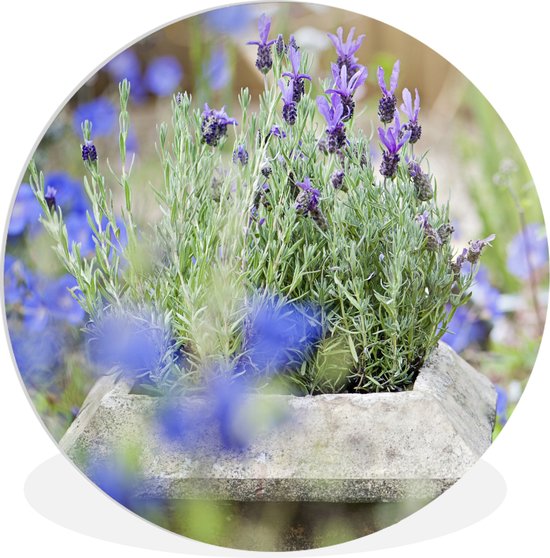 WallCircle - Wandcirkel ⌀ 30 - Close-up van lavendel in een tuin - Ronde schilderijen woonkamer - Wandbord rond - Muurdecoratie cirkel - Kamer decoratie binnen - Wanddecoratie muurcirkel - Woonaccessoires