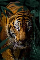 Tiger king – 80cm x 120cm - Fotokunst op PlexiglasⓇ incl. certificaat & garantie.