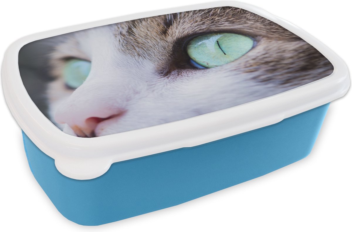 Broodtrommel Blauw - Lunchbox - Brooddoos - Kat - Licht - Ogen - 18x12x6 cm - Kinderen - Jongen
