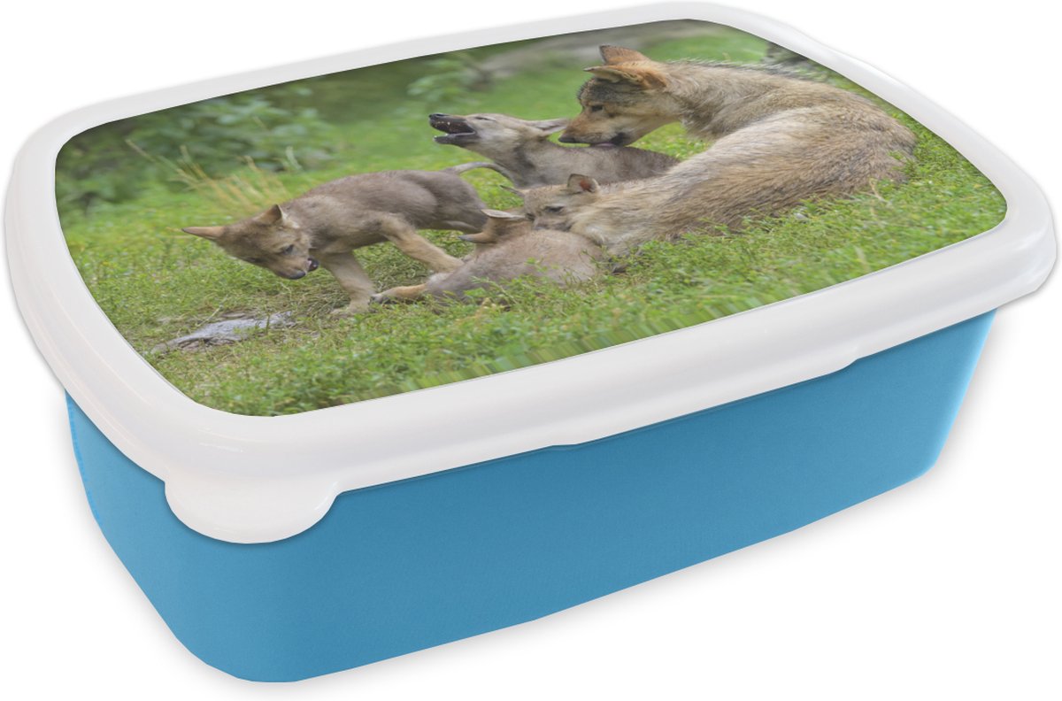 Broodtrommel Blauw - Lunchbox - Brooddoos - Wolf - Welpen - Gras - 18x12x6 cm - Kinderen - Jongen