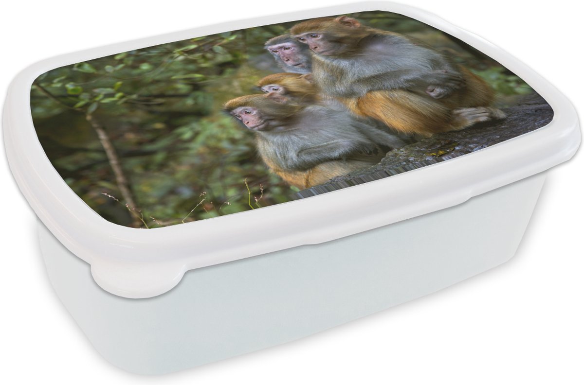 Broodtrommel Wit - Lunchbox - Brooddoos - Apen - Stenen - Bos - 18x12x6 cm - Volwassenen