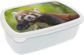 Broodtrommel Wit - Lunchbox - Brooddoos - Rode Panda - Natuur - Boomstam - 18x12x6 cm - Volwassenen