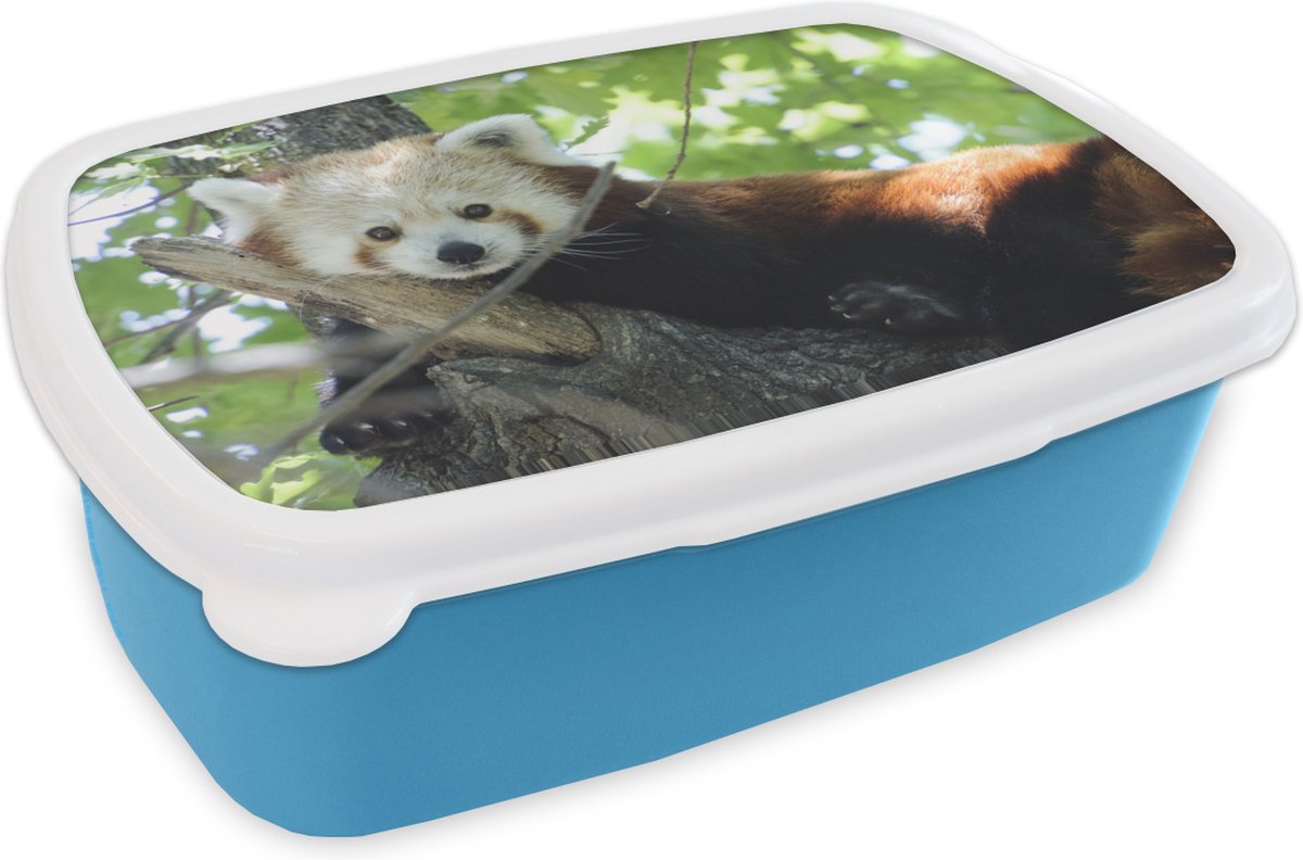 Broodtrommel Blauw - Lunchbox - Brooddoos - Rode Panda - Boom - Groen - 18x12x6 cm - Kinderen - Jongen