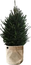 Kerstboom Picea glauca Super Green in Sizo bag (natural met metalen ring) ↨ 130cm - planten - binnenplanten - buitenplanten - tuinplanten - potplanten - hangplanten - plantenbak - bomen - pla