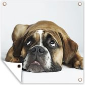 Tuinposters Hond - Huisdieren - Wit - 50x50 cm - Tuindoek - Buitenposter