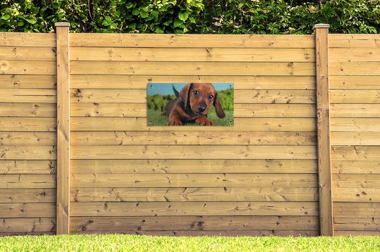 Tuinposter Prachtige lucht boven een schattige Teckel puppy - 80x40 cm - Wanddecoratie Buiten - Tuinposter - Tuindoek - Schuttingposter - Tuinschilderij