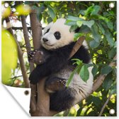 Tuinposters Panda - Dier - Boom - 50x50 cm - Tuindoek - Buitenposter