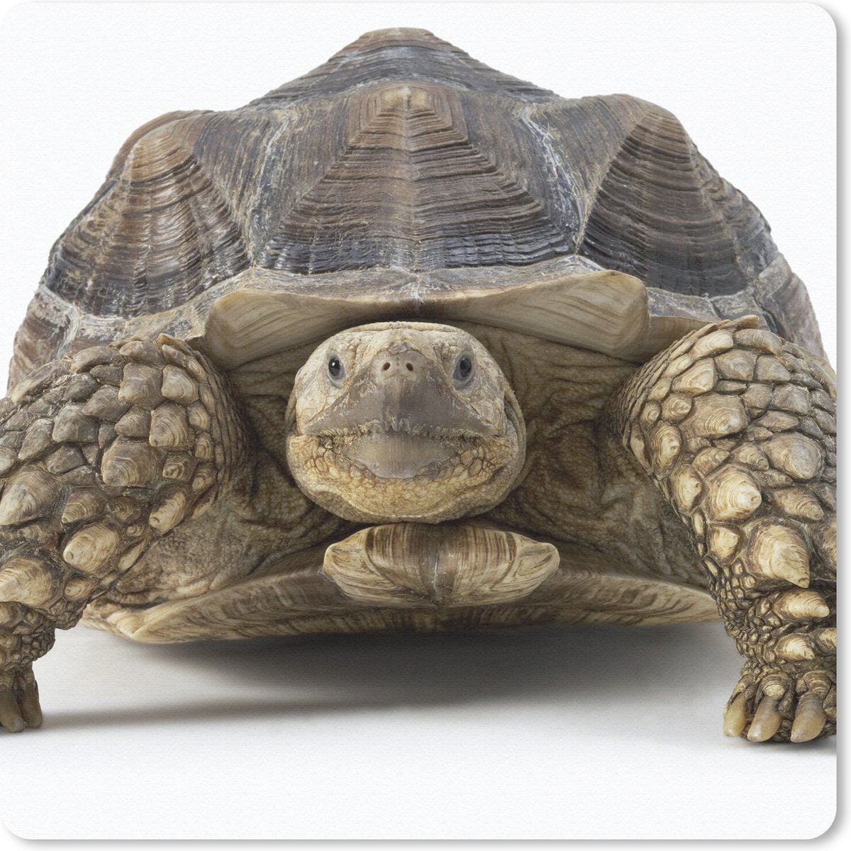 Muismat 20x20 cm - Mousepad Schildpad - Dieren - Wit - Muismatten