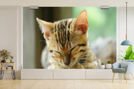 Papier peint photo peint vinyle - Un chaton endormi largeur 390 cm x hauteur 260 cm - Tirage photo sur papier peint (disponible en 7 tailles)