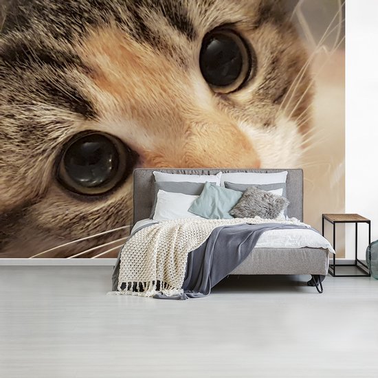 Papier peint photo vinyle - Un gros plan d'un chaton largeur 400 cm x hauteur 300 cm - Tirage photo sur papier peint (disponible en 7 tailles)