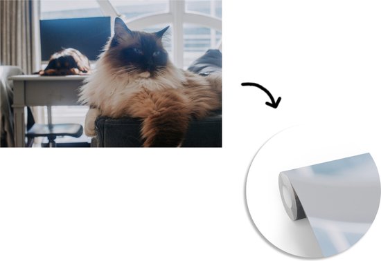 Un chat Ragdoll au repos papier peint photo vinyle largeur 450 cm x hauteur 300 cm - Tirage photo sur papier peint (disponible en 7 tailles)