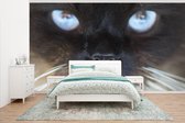 Behang - Fotobehang Close up van een Siamese kat - Breedte 535 cm x hoogte 300 cm