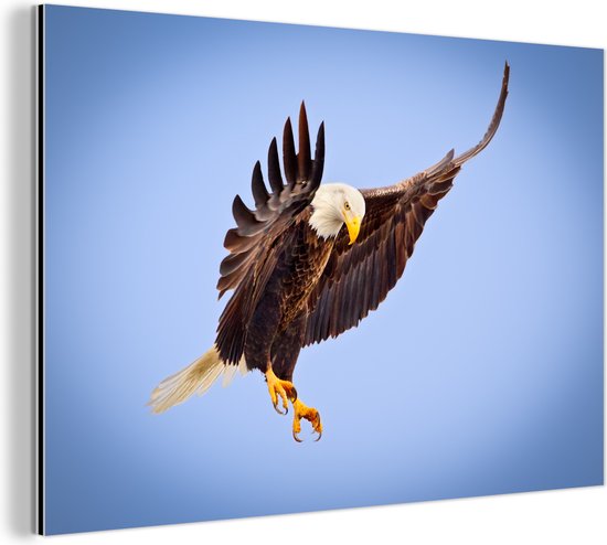 Wanddecoratie Metaal - Aluminium Schilderij Industrieel - Adelaar - Zeearend - Prooi - Jagen - Vogels - 60x40 cm - Dibond - Foto op aluminium - Industriële muurdecoratie - Voor de woonkamer/slaapkamer