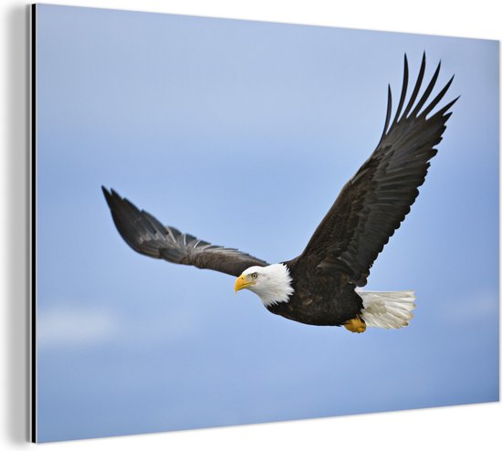 Aigle en vol photo Aluminium 60x40 cm - Tirage photo sur aluminium (décoration murale en métal)