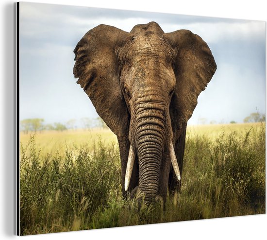 Wanddecoratie Metaal - Aluminium Schilderij - Afrikaanse olifant vooraanzicht