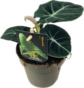 Bol.com ZynesFlora - Alocasia Black Velvet - Ø 14 cm - ↕ Hoogte: 25-30 cm - Alocasia - Kamerplant aanbieding Bol.com ZynesFlora - Alocasia Black Velvet - Ø 14 cm - ↕ Hoogte: 25-30 cm - Alocasia - Kamerplant aanbieding