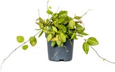 Dischidia Ovata 'Melon' - Kamerplant - Tropisch - ⌀10,5 cm - ↕10-15 cm