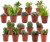 ZynesFlora - Mini Cactussen/Vetplanten Mix – 18 Stuks - Kamerplant