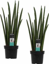 Hellogreen Kamerplant - Duo Vrouwentong - Sansevieria Cylindrica Rocket - 70 cm