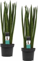 Hellogreen Kamerplant - Duo Vrouwentong - Sansevieria Cylindrica Spaghetti - 70 cm