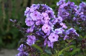 5 Phlox Paniculata Blue Paradise - Vlambloem-Floks-Flox-Bijen-Vlinders
