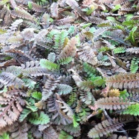 Foto: 6x leptinella potentillina speldenkussenplant pot 9x9 cm