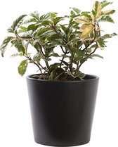 Plant in hydrocultuur systeem van Botanicly: Wolfsmelk Cactus met weinig onderhoud – in antraciet kleurig hydrocultuur sierpot – Hoogte: 5 cm – Ardisia malouiana variegata