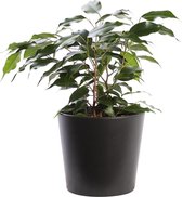 Plant in hydrocultuur systeem van Botanicly: Treurvijg met weinig onderhoud – in antraciet kleurig hydrocultuur sierpot – Hoogte: 35 cm – Ficus benjamina Danielle