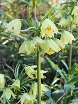 6x Fritillaria 'Fritillaria raddeana'  - BULBi® bloembollen en planten met bloeigarantie