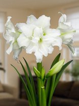 4x Hippeastrum 'Ice queen'  bloembollen met bloeigarantie