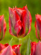 250x Tulpen 'Hollywood'  bloembollen met bloeigarantie