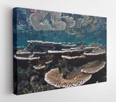 Canvas schilderij - A biologically diverse coral reef grows in the shallows near an island in Indonesia. Competition on reefs is fierce for space to grow and food to eat.  -     126382763 - 50*40 Horizontal