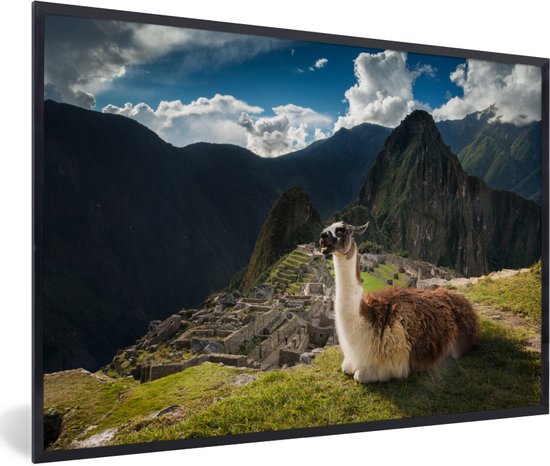 Fotolijst incl. Poster - Alpaca in Machu Picchu - 60x40 cm - Posterlijst
