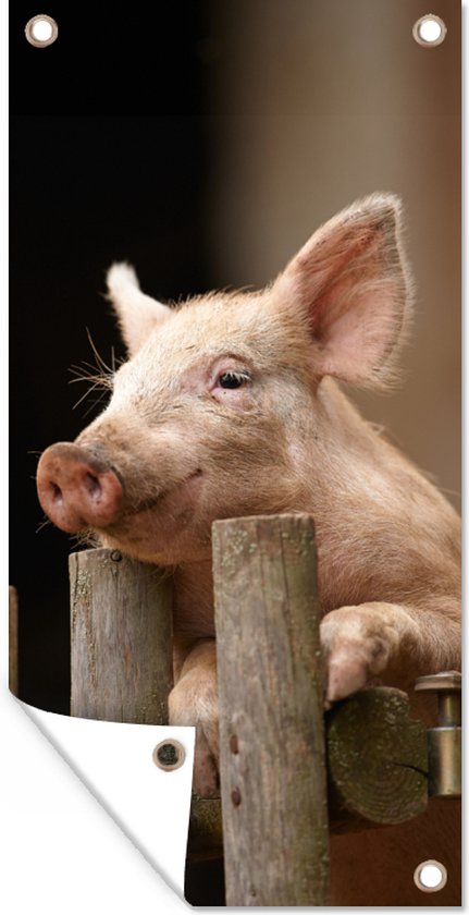 Poster de jardin Cochon - Animal - Clôture - 40x80 cm