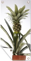 Tuinposter Ananasplant - Pot - Licht - 40x80 cm - Wanddecoratie Buiten - Tuinposter - Tuindoek - Schuttingposter - Tuinschilderij
