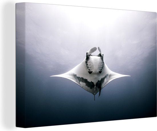Onderaanzicht mantarog in de oceaan Canvas 30x20 cm - Foto print op Canvas schilderij (Wanddecoratie)