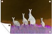 Tuindecoratie Kangoeroes - Dieren - Gras - 60x40 cm - Tuinposter - Tuindoek - Buitenposter