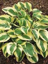 10x Hosta 'Hosta wide brim'  bloembollen met bloeigarantie