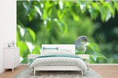 Papier peint photo en vinyle - Un chiffchaff au repos sur une brindille largeur 295 cm x hauteur 220 cm - Tirage photo sur papier peint (disponible en 7 tailles)