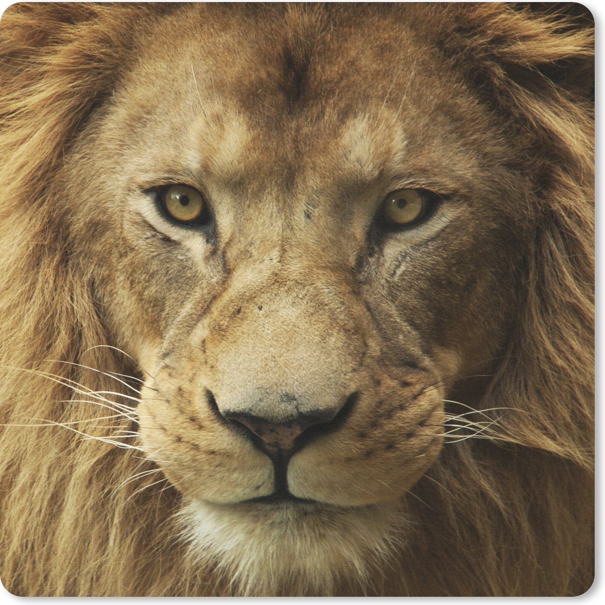 Muismat 30x30 cm - Mousepad Portretfoto Afrikaanse leeuw - Muismatten