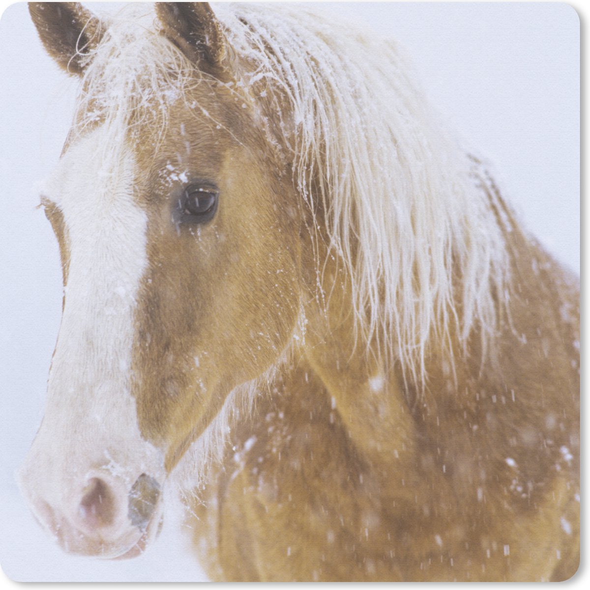 Muismat 20x20 cm - Mousepad Paard - Sneeuw - Winter - Muismatten
