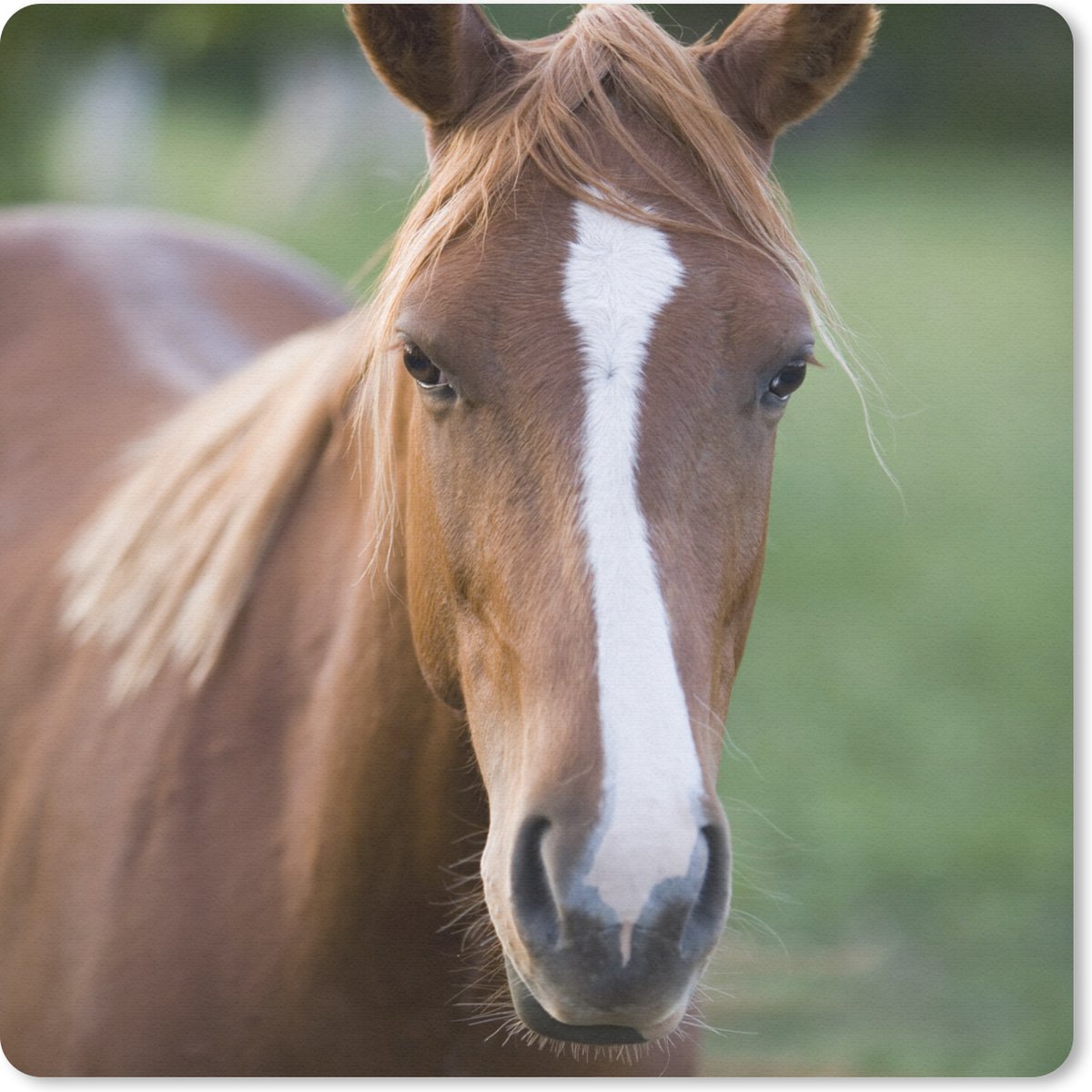Muismat 30x30 cm - Mousepad Paard - Natuur - Portret - Muismatten