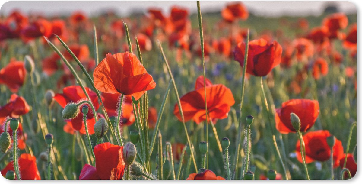 Bureauonderlegger - Bloemen - Klaprozen - Natuur - Rood - 60x30 - Muismat