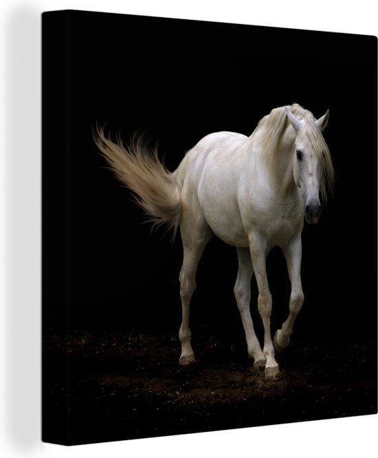 Cheval Wit devant une toile de fond noir 2cm 20x20 cm - petit - Tirage photo sur Toile (Décoration murale salon / chambre) / Animaux sauvages Peintures sur toile